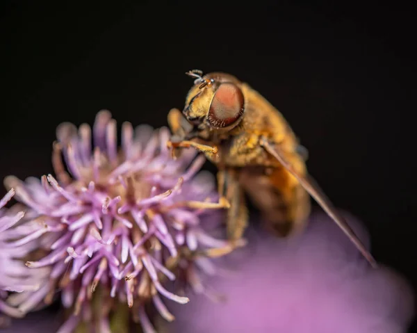 Plan Macro Une Abeille Sur Une Fleur Devant Fond Noir — Photo