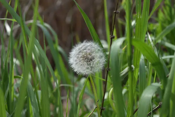 Enfoque Selectivo Una Flor Diente León Vegetación — Foto de Stock