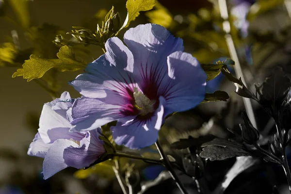 Ένα Κοντινό Πλάνο Όμορφων Κοινών Λουλουδιών Ιβίσκου Εξωτερικούς Χώρους — Φωτογραφία Αρχείου