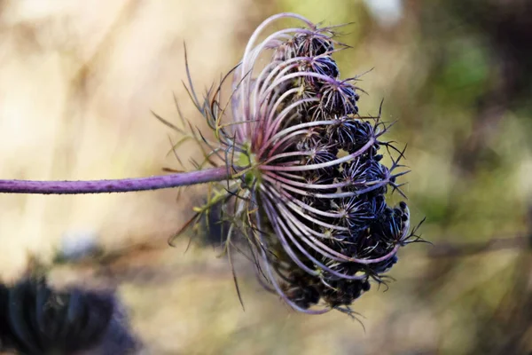 Closeup Shot Plant Blurred Background — Stock Photo, Image