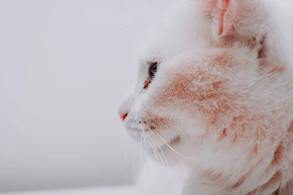 Closeup Fluffy Adorable White Domestic Cat White Background — Stock Photo, Image