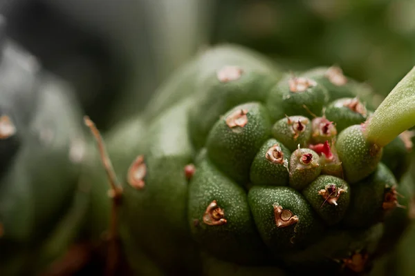 Macro Scatto Dei Dettagli Cactus Eteropode Dell Euforbia — Foto Stock