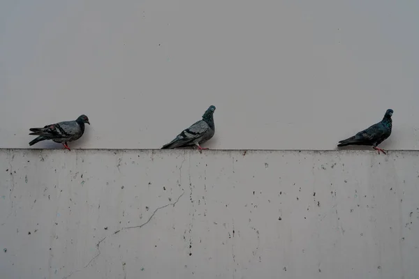 Tres Palomas Pie Contra Pared Disparo Horizontal Con Espacio Copia — Foto de Stock