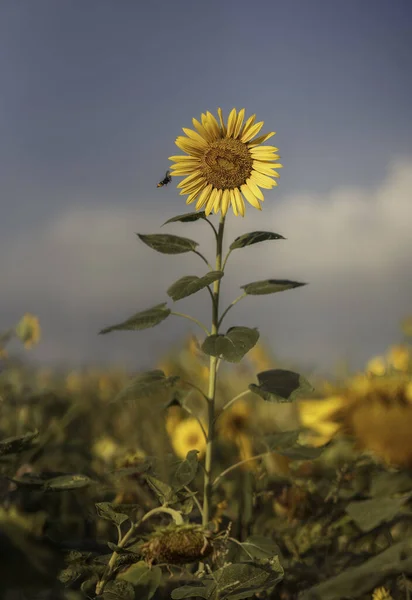 Girasol Floreciente Campo Granja Día Soleado Caliente —  Fotos de Stock