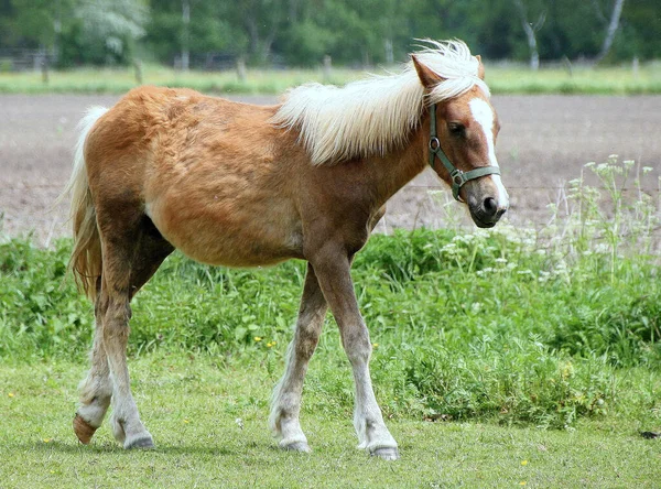 一匹棕色的马在田野里 — 图库照片