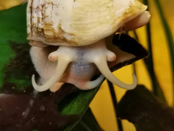 Una Macro Toma Caracol Ampullaria Acuario Sobre Fondo Amarillo —  Fotos de Stock