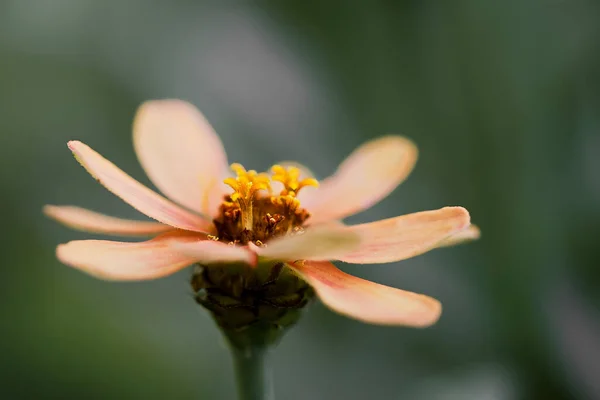 Una Macro Toma Una Hermosa Flor Zinnia Peruana Aire Libre —  Fotos de Stock