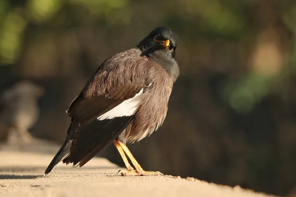 Eine Nahaufnahme Eines Gemeinen Myna Vogels Der Auf Einer Betonoberfläche — Stockfoto