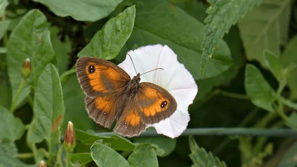 Belo Tiro Uma Borboleta Gatekeeper Uma Flor Branca — Fotografia de Stock