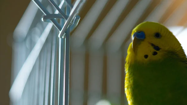 Cute Green Yellow Budgie Cage — Stock Photo, Image