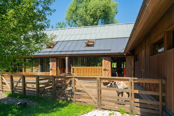 Rentiere Auf Einem Bauernhof Einem Sommertag Nettes Haustier — Stockfoto