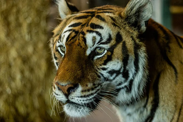 Szelektív Fókuszfelvétel Egy Tigris Fejéről Aki Szabadban Néz Előre — Stock Fotó