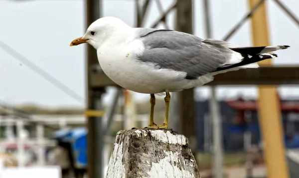 Cute Small Common Gull Perched Wooden Pole — Stock Photo, Image