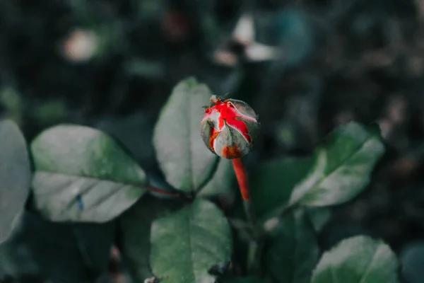 Ένα Κοντινό Πλάνο Του Μπουμπουμπουκιού Του Ανθισμένου Τριαντάφυλλου Πάνω Στο — Φωτογραφία Αρχείου