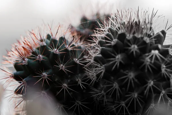 Makró Felvétel Egy Mammillaria Kaktusz Növény Részleteiről Fehér Háttér Előtt — Stock Fotó