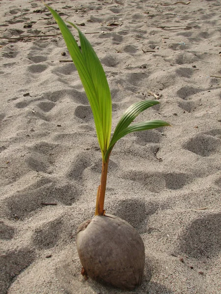 Plan Vertical Une Belle Pousse Noix Coco Sur Sable Une — Photo