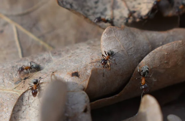 Een Groep Rode Bosmieren Droge Herfstbladeren Grond Gevallen — Stockfoto