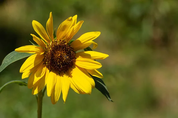 Eine Nahaufnahme Blühender Sonnenblumen Vor Grünem Hintergrund — Stockfoto