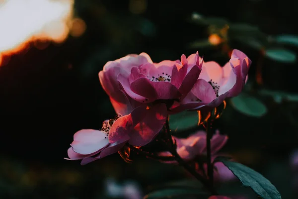 Foco Seletivo Das Flores Cor Rosa Bonitas Florescidas Contra Fundo — Fotografia de Stock