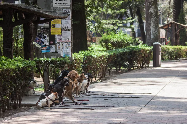 Cidade México México Mar 2020 Pacote Cães Sendo Treinados Enquanto — Fotografia de Stock