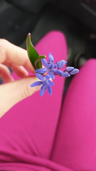 Una Mano Femenina Sosteniendo Una Flor Bluebell — Foto de Stock