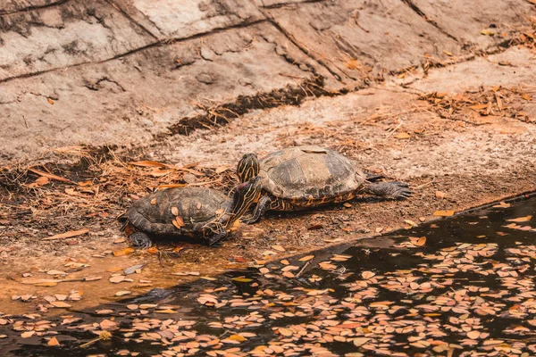 Een Close Shot Van Twee Schildpadden Die Spelen Een Modderige — Stockfoto