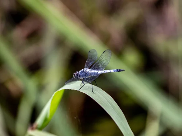 Bulanık Arkaplanda Bir Yaprağın Üzerine Tünemiş Bir Kofuki Dragonfly Yakın — Stok fotoğraf