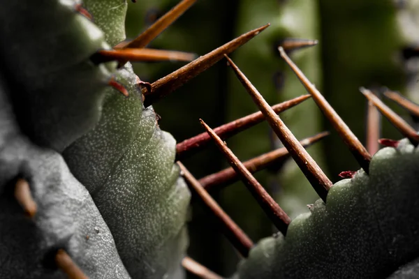 긴팔원숭이 Euphorbia Enopla Cactus 식물의 사항을 매크로 — 스톡 사진