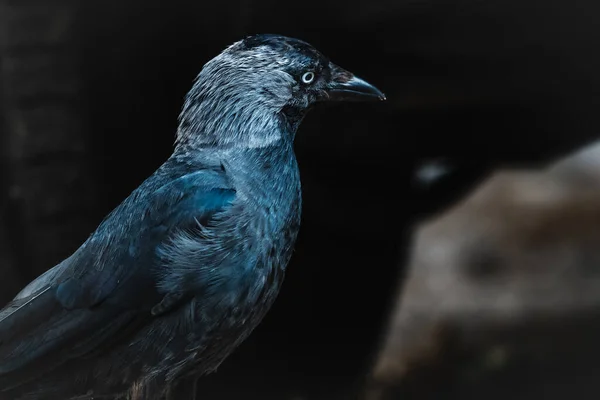 Ένα Κοντινό Πλάνο Της Δυτικής Jackdaw Coloeus Monedula — Φωτογραφία Αρχείου