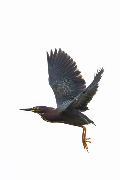 Beau Grand Héron Volant — Photo