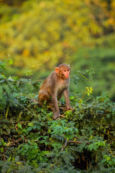Eine Vertikale Aufnahme Eines Affen Dschungel — Stockfoto