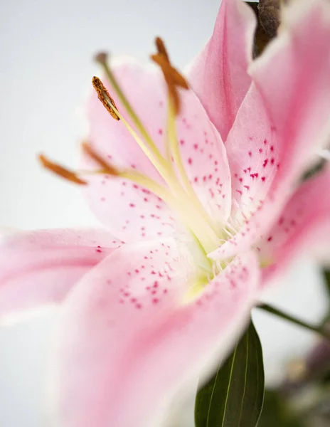 Plan Vertical Une Belle Fleur Lilas Rose — Photo