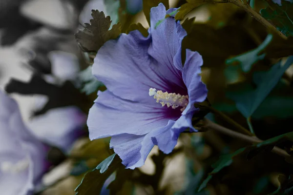 户外美丽的普通芙蓉花的特写 — 图库照片