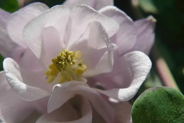 Closeup Apple Blossom Flower Garden Seattle — Stock Photo, Image