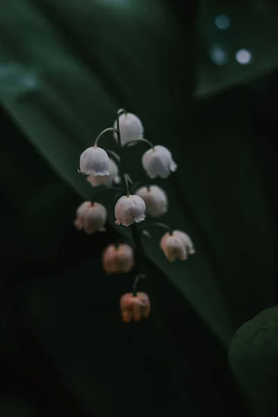 Rmning Den Blomstrande Vita Lily Dalen Blommor Mot Suddig Grã — Stockfoto