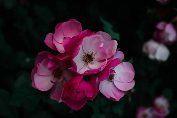 Una Vista Dall Alto Dei Fiori Rosa Fioriti Sullo Sfondo — Foto Stock