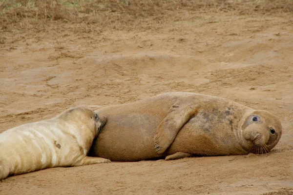 Μια Γούνα Φώκιας Που Ταΐζει Μωρό Της Ξεκουράζεται Στην Άμμο — Φωτογραφία Αρχείου
