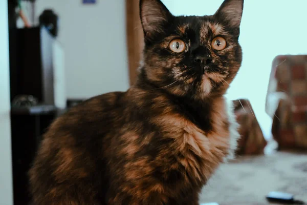 Close Adorável Gato Doméstico Marrom Fofo Com Olhos Cor Laranja — Fotografia de Stock