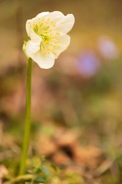 Vertical Shot Beautiful White Christmas Rose Flower — Stock Photo, Image