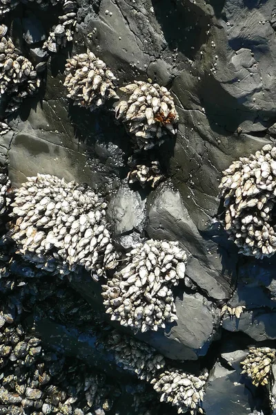 Een Verticaal Schot Van Zeepokken Mosselen Aan Kust Van Oregon — Stockfoto