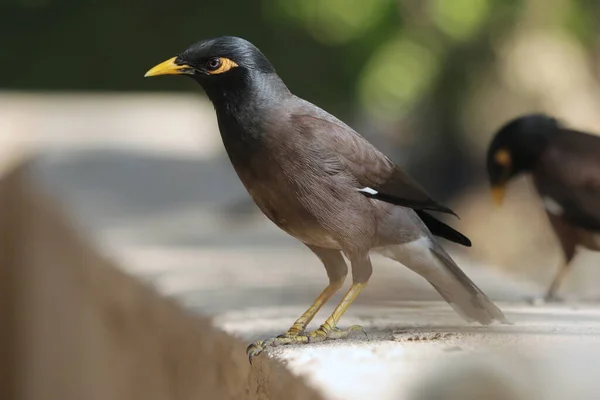 Eine Nahaufnahme Eines Gemeinen Myna Vogels Der Auf Einer Betonoberfläche — Stockfoto