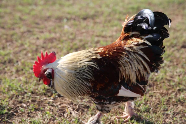 Çiftlikteki Bir Tavuğun Yakın Çekimi — Stok fotoğraf