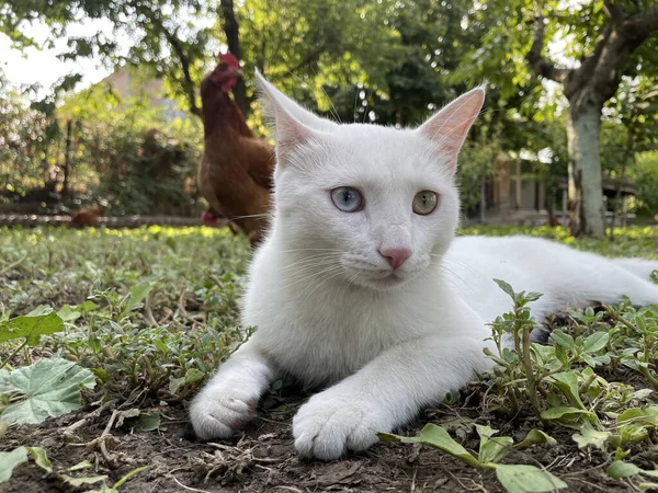 Egy Közeli Kép Egy Van Cat Ről Amint Nappal Fekszik — Stock Fotó