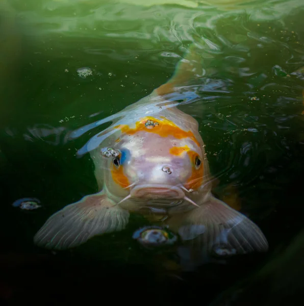 Eine Nahaufnahme Eines Schönen Bunten Fisches Auf Dem Wasser Der — Stockfoto