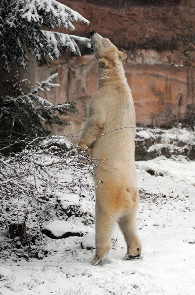 Disparo Vertical Oso Polar Bosque Invierno — Foto de Stock