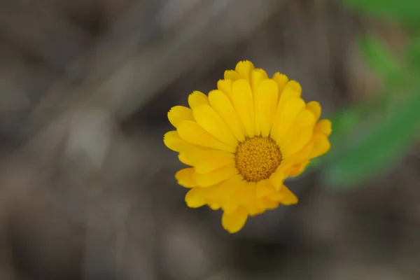 Großaufnahme Von Oben Einer Einzigen Gelben Calendula Officinalis Gartenblume Feld — Stockfoto