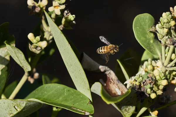 Közelkép Egy Méhről Amint Közeledik Egy Virághoz Hogy Begyűjtse Nektárt — Stock Fotó