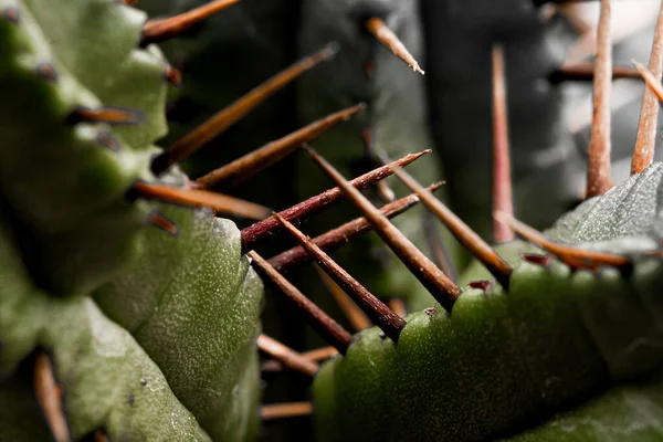 Makró Felvétel Egy Euphorbia Enopla Kaktusz Növény Részleteiről — Stock Fotó