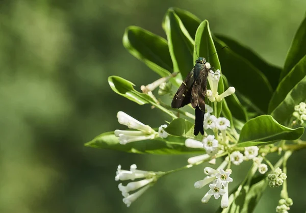 Tiro Close Uma Traça Flores Jasmim — Fotografia de Stock