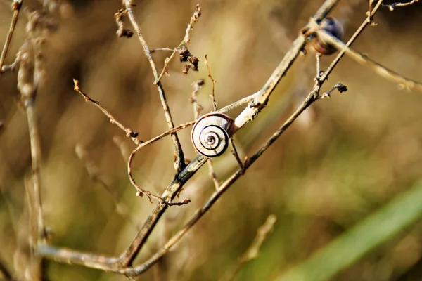 Detailní Záběr Malého Šneka Suché Rostlině — Stock fotografie